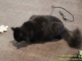 Cats-Cafe-Taubertalperser-15