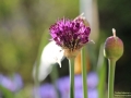 Allium