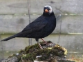 Amsel