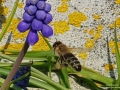 Biene