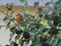 Rotkehlchen