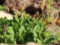 Salbei