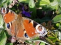 Tagpfauenauge