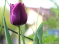 Tulpe