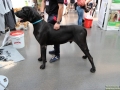 Faszination Heimtierwelt, Düsseldorf, Taubertalperser, Katzen, Heimtiermesse