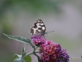 Schmetterling_2019_Schachbrett