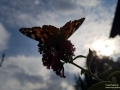 Schmetterling_Gegenlicht