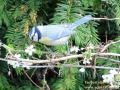 Blaumeise-01