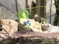 Blaumeise-02