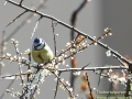Blaumeise-03