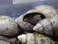 Achatschnecken
