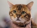 Bengal