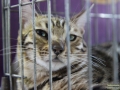 Bengalkatze