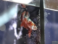 Fisch