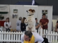 Hund-Akrobat