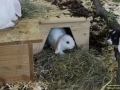 Kaninchen