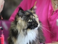 Katze-Norweger