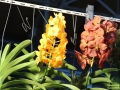 Orchideen