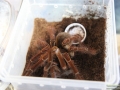 Spinne