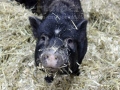 Heimtiermesse Giessen