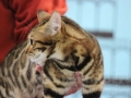 Heimtiermesse Giessen