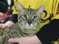 Katzenausstellung-01