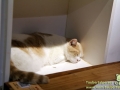 Katzencafe-Beijing-03