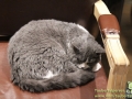 Katzencafe-Beijing-05