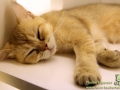 Katzencafe-Beijing-08
