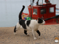 Hafenkatze