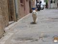 Katze-01