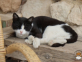Katze-02