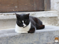 Katze-03