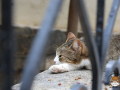 Katze-04