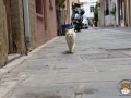 Katze-05
