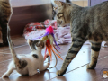 Kriticat-02