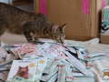 Kriticat-06