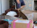 Kriticat-09
