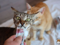 Kriticat-10