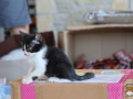 Kriticat-11