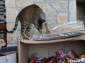 Kriticat-14