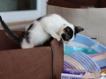 Kriticat-17