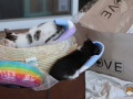 Kriticat-19