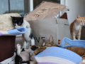 Kriticat-21