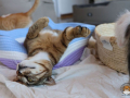 Kriticat-22