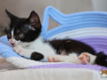 Kriticat-24