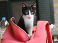 Kriticat-04