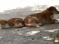 Kriticat-05