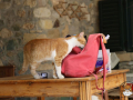 Kriticat-06