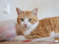 Kriticat-08